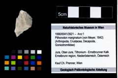 Foto (Objekt + Etikett) von Pithonoton marginatum (von Meyer, 1842)  (NHMW-GEO-1990-0041-3921)